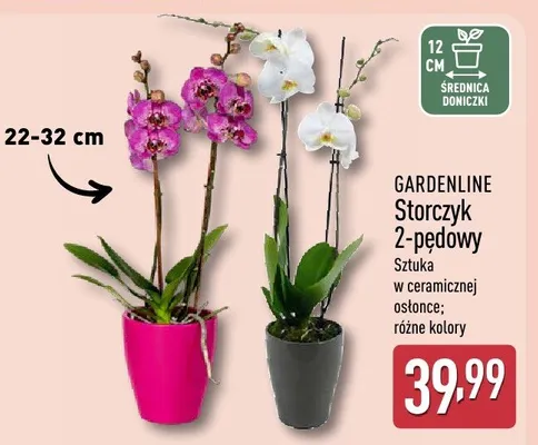 Storczyk 2-pędowy sztuka w ceramicznej osłonce; różne kolory promocja w Aldi
