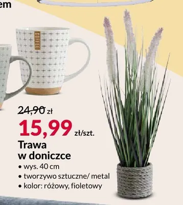 Trawa w doniczce promocja w Salony Agata