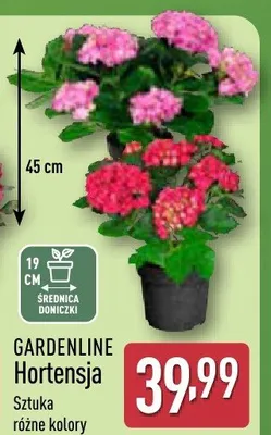 Hortensja promocja w Aldi