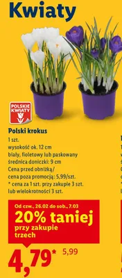 Polski krokus promocja w Lidl