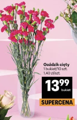Goździk cięty promocja w Delikatesy Centrum