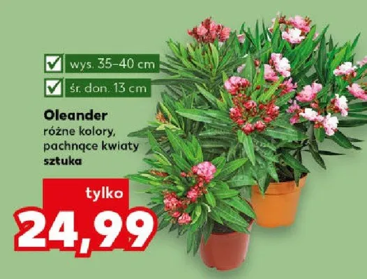 Oleander różne kolory pachnące kwiaty sztuka promocja w Kaufland