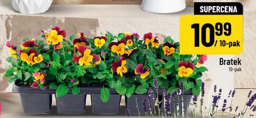 Bratek promocja w POLOmarket