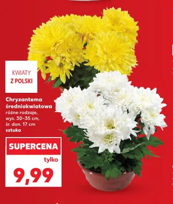 Chryzantema średniokwiatowa promocja w Kaufland