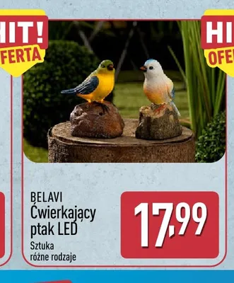 Ćwierkający ptak LED Belavi promocja w Aldi