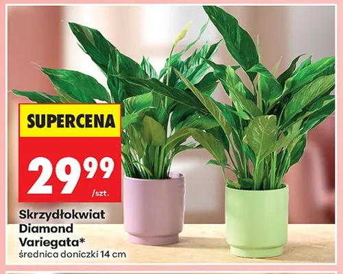 Skrzydłokwiat Diamond Variegata średnica doniczki 14cm promocja w Biedronka