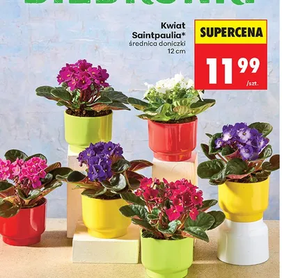 Kwiat saintpaulia promocja w Biedronka