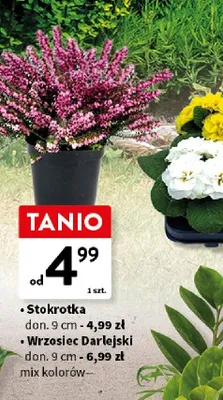 Wrzosiec Darlejski don. 9cm mix kolorów promocja w Intermarche