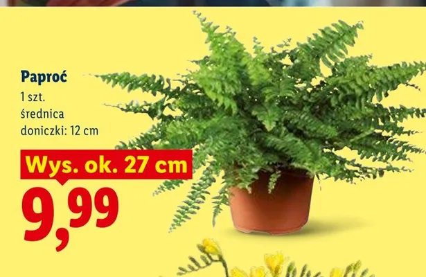 Paproć promocja w Lidl