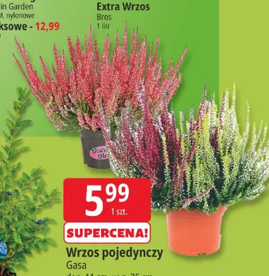 Wrzos pojedynczy Gasa promocja w Leclerc