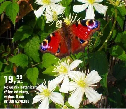 Powojnik botaniczny promocja w OBI