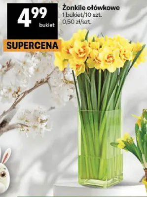 Żonkile ołówkowe promocja w Delikatesy Centrum