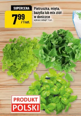 Pietruszka, mięta, bazylia lub mix ziół w doniczce promocja w POLOmarket
