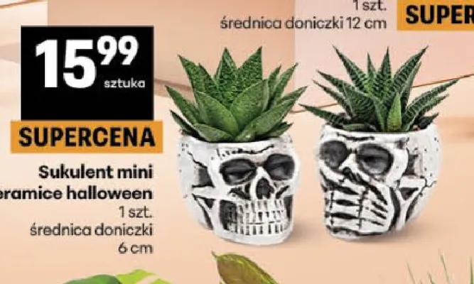 Sukulent mini w ceramice halloween promocja w Delikatesy Centrum