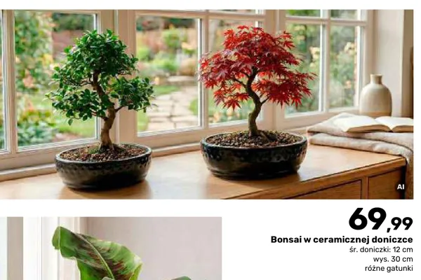 Bonsai w ceramicznej doniczce promocja w Bricomarche
