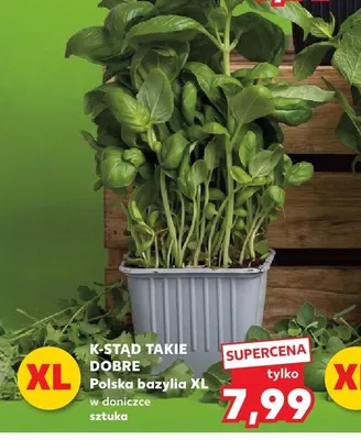 Bazylia XL w doniczce promocja w Kaufland