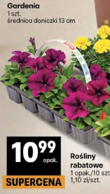 Gardenia promocja w Delikatesy Centrum