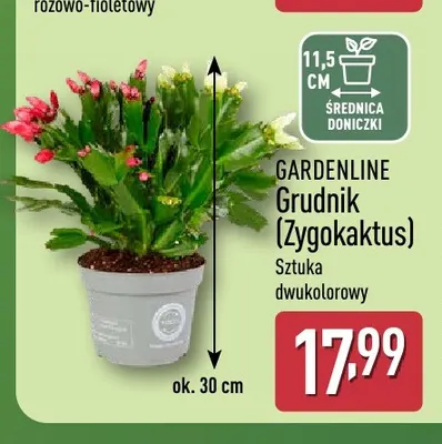 Grudnik Zygokaktus Gardenline promocja w Aldi