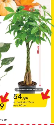 Pachira promocja w Bricomarche