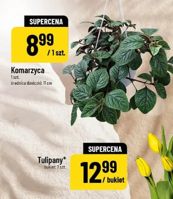 Tulipany promocja w POLOmarket