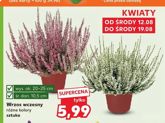 Wrzos wczesny promocja w Kaufland