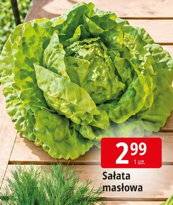 Sałata masłowa promocja w Leclerc