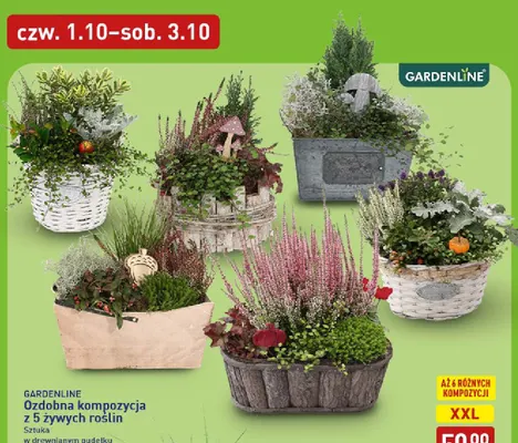 Ozdobna kompozycja z 5 żywych roślin Gardenline promocja w Aldi