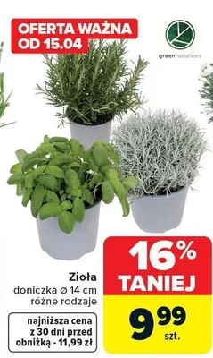 Zioła doniczka ø 14 cm różne rodzaje promocja w Carrefour