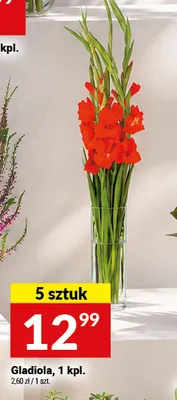 Gladiola promocja w Twój Market