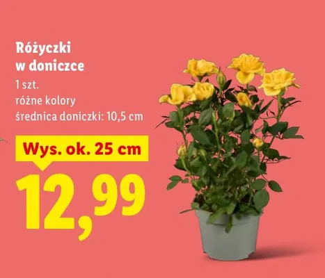 Różyczki w doniczce promocja w Lidl