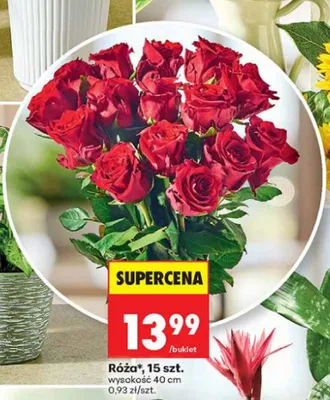 Róża promocja w Biedronka