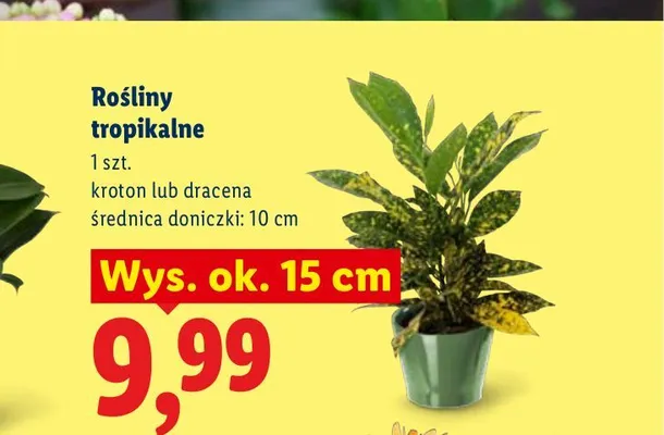 Roślina tropikalna Kroton promocja w Lidl