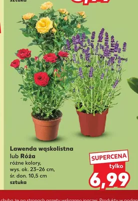Róża promocja w Kaufland