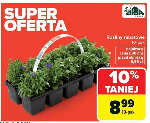 Rośliny rabatowe 10-pak promocja w Carrefour