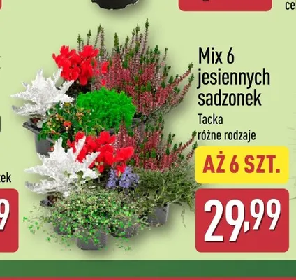 Mix 6 jesiennych sadzonek Gardenline promocja w Aldi