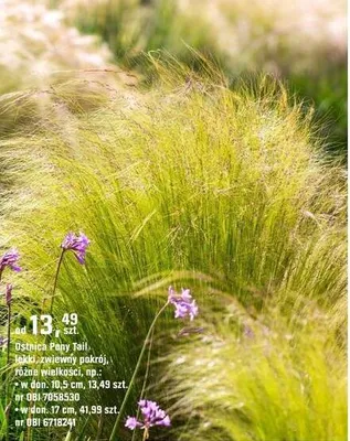 Ostnica Pony Tail tobo zielony pokrój, różne wielkości promocja w OBI