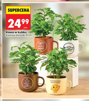 Kawa w kubku promocja w Biedronka
