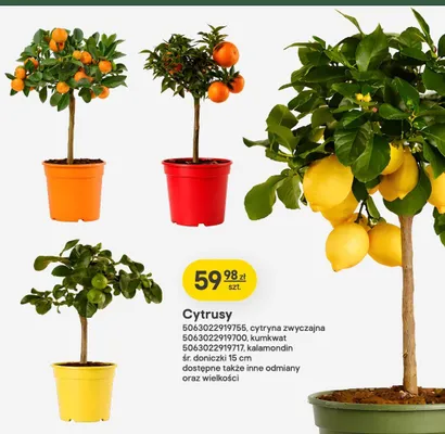 Cytrusy promocja w Castorama