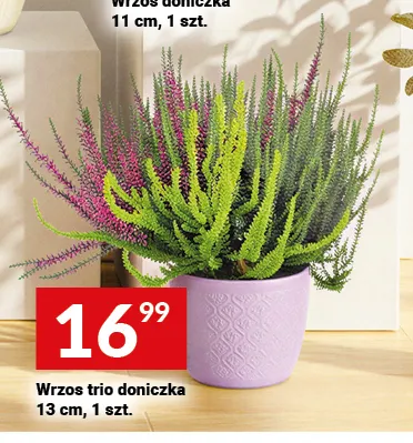 Wrzos trio doniczka promocja w Twój Market