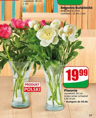 Piwonie promocja w Dino