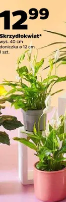 Skrzydłokwiat promocja w Netto