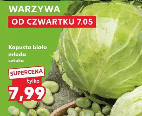 Kapusta biała młoda promocja w Kaufland