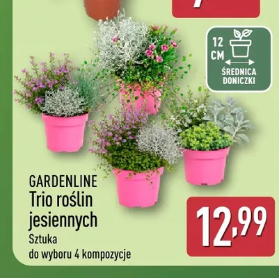 Trio roślin jesiennych Gardenline promocja w Aldi