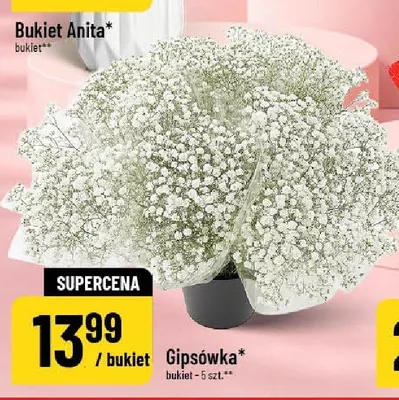 Gipsówka promocja w POLOmarket