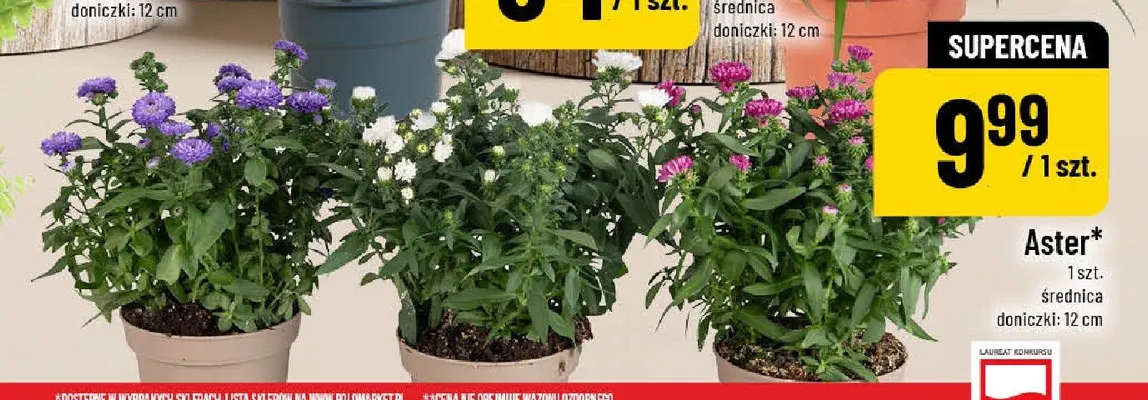 Aster promocja w POLOmarket