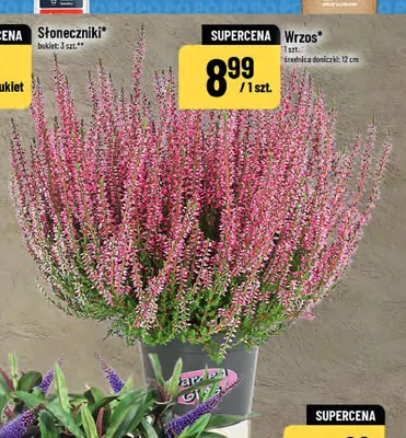 Wrzos Garden Girls średnica doniczki 12 cm promocja w POLOmarket