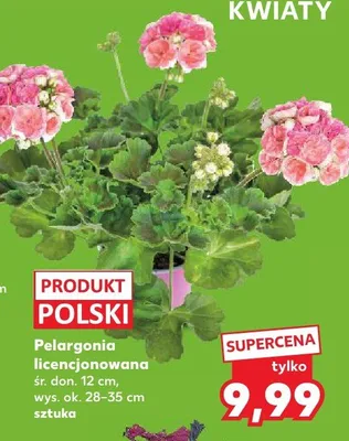 Pelargonia licencjonowana śr. don. 12cm wys. ok. 28-35cm promocja w Kaufland