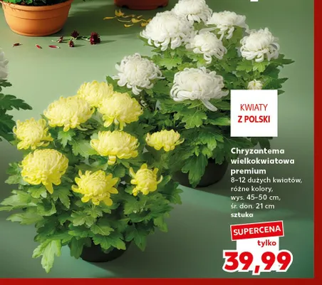 Chryzantema wielkokwiatowa premium promocja w Kaufland