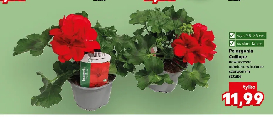 Pelargonia Calliope nowoczesna odmiana w kolorze czerwonym wys. 28-35cm śr. don. 12cm promocja w Kaufland