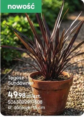 Roślina Tegosz Sundown promocja w Castorama